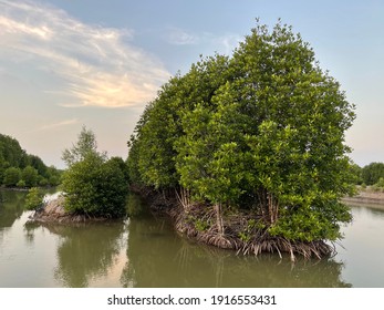 Mangrove tree, Rhizophora apiculata in Vietnam