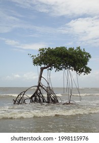 Mangrove Tree Roots At Low Tide - Ilha De Marajó- Maranhão