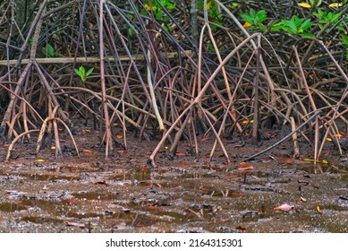 Mangrove tree roots system that called Buttress Root in the mangrove forest of Khung Kraben Bay at Chanthaburi, Thailand. Buttress Root - like Pneumatophores. - Shutterstock ID 2164315301