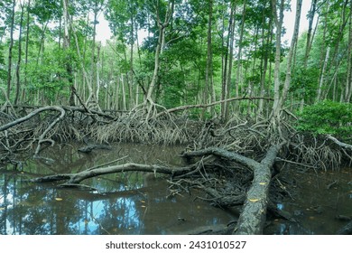 mangrove tree roots that grow above sea water. Mangroves function as plants that are able to withstand sea water currents that erode coastal land - Powered by Shutterstock