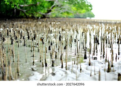 respiratory roots mangrove