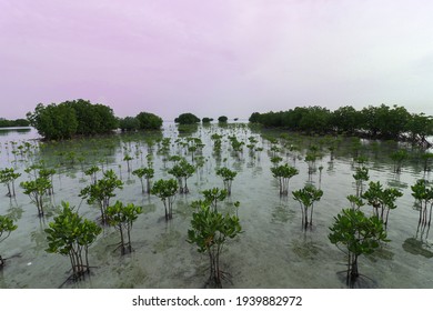 
Mangrove tree seeds are planted on the coast of Pari Island, Indonesia