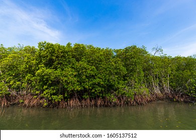 A lot of mangrove tree or swamp forest are live in coastline of the sea.this place have nutrition in soil, clean water and fresh air.Good to live or travel,Thailand,Background-Image