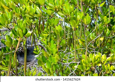 Mangrove Tree. Wasini Island In Kenya. Africa.