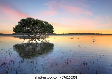 Mangrove tree and white egret , type of heron, in the morning showing the mangroves distinctive peg roots sticking up out of the water.