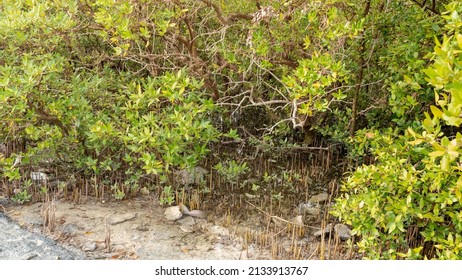 Mangrove Treea In Purple Island,Alkhor, Qatar. Thakira