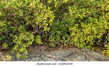 Mangrove Treea In Purple Island,Alkhor, Qatar. Thakira