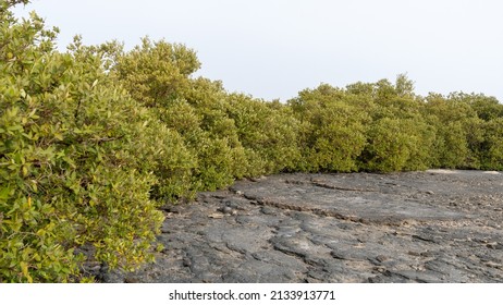 Mangrove Treea In Purple Island,Alkhor, Qatar. Thakira