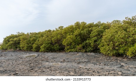 Mangrove Treea In Purple Island,Alkhor, Qatar. Thakira