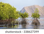 Mangrove trees
