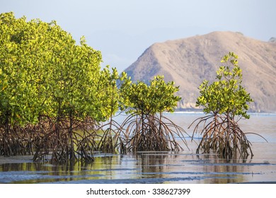 Mangrove trees