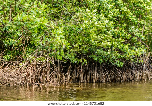 Mangrove Trees Along Sea Stock Photo (Edit Now) 1145731682