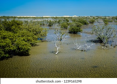 Mangrove Trees In Ammunition Reservoir Qatar