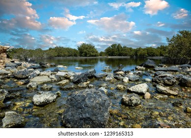 Mangrove Trees In Ammunition Reservoir Qatar