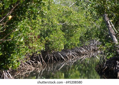 Mangrove Trees At Big Creek Near Placencia, Belize