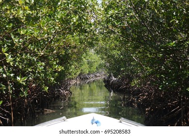 Mangrove Trees At Big Creek Near Placencia, Belize