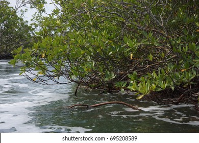 Mangrove Trees At Big Creek Near Placencia, Belize