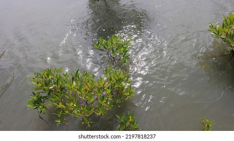 Mangrove Trees In Brackish Water