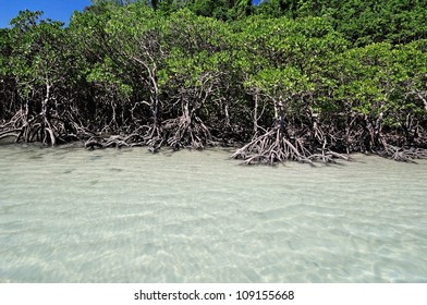 Mangrove trees by the white sand beach