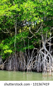 mangrove trees in caribbean sea