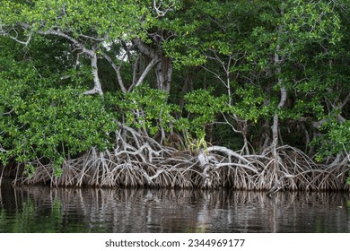 Mangrove trees in Centla swamps. 