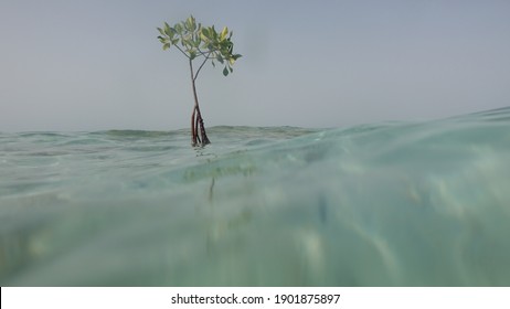Mangrove trees in coastal habitats, including Avicennia marina, seedlings, propagueles, and estuaries from the Red Sea, Saudi Arabia. Underwater photo of mangrove and seagrass meadow