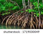 Mangrove trees in mangrove forests with twig roots grow in water.