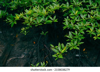 Mangrove trees in mangrove forests with twig roots grow in water during low tide
