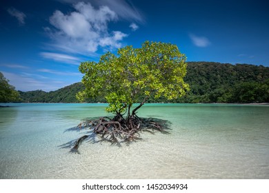 Mangrove Trees Grow Alone On The Beach.