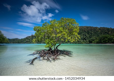 Mangrove trees grow alone on the beach.