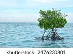 Mangrove trees growing on the seashore. But only one stem grew big. Where are the other mangroves?