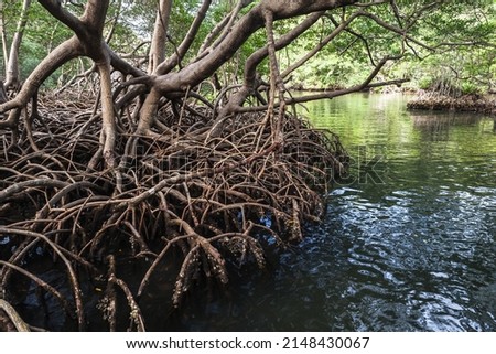 Mangrove trees growing in water. Natural photo of Samana bay, Dominican Republic