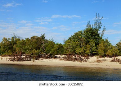 Mangrove Trees In Kenya Africa