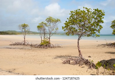 Mangrove Trees On The Beach At Frangipani Beach And Bay Near  The Tip Of Cape York Peninsula Queensland Australia