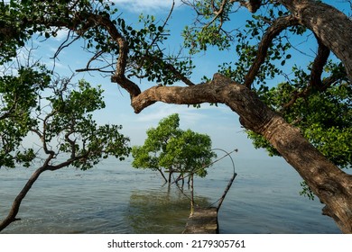 Mangrove Trees On Beach Without Waves Stock Photo 2179305761 | Shutterstock