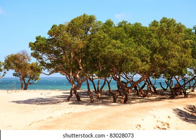 Mangrove Trees On Tropical Beach In Kenya Africa