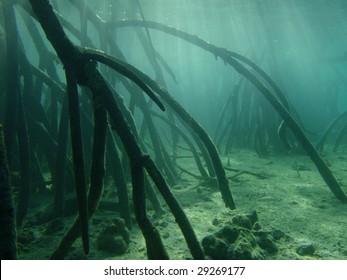 Mangrove trees - Pacific Ocean, Philippines