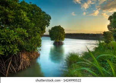 Mangrove Trees At Progo Estuary