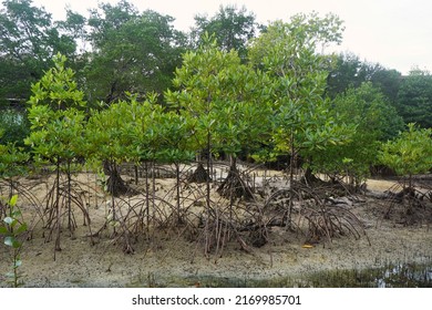 1,556 Prop roots Images, Stock Photos & Vectors | Shutterstock