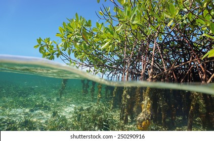 Mangrove trees roots, Rhizophora mangle, above and below the water in the Caribbean sea, Panama, Central America