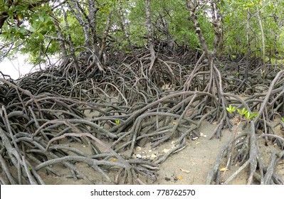 Mangrove Trees And Roots At  Somerset Beach  Near The Tip Of Cape York Peninsula Queensland, Australia.