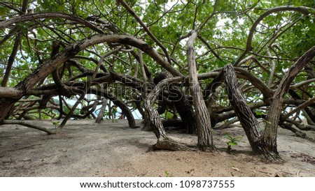 Mangrove trees twisted back and forth on the coast at TAFOOK ISLAND or Dunkin Island,andaman  sea, Myanmar.