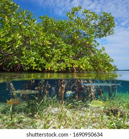 Mangrove with tropical fish, split view over and under water surface, Caribbean sea