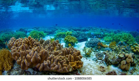 Mangrove Underwater Ecosystem