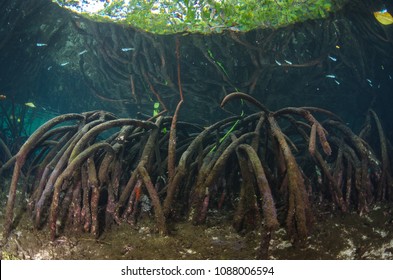 Mangrove Underwater Ecosystem