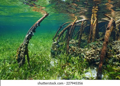 Mangrove Underwater With Sea Life In The Roots, Atlantic Ocean, Bahamas