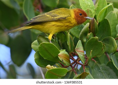 Mangrove Warbler In Belize