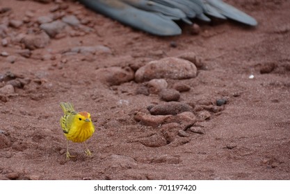 Mangrove Warbler On The Beach