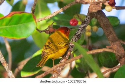                                Mangrove Warbler In A Tree