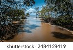 Mangrove Wetland Landscape Amazon River Açaí Marajó Island Salvaterra Forest Biodiversity Fauna Flora Nature Ecotourism Landscape Rural Community Vegetation Navigation Sea Drone Flooded